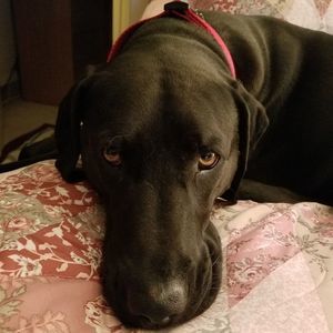 Meet your Posher, Dawn